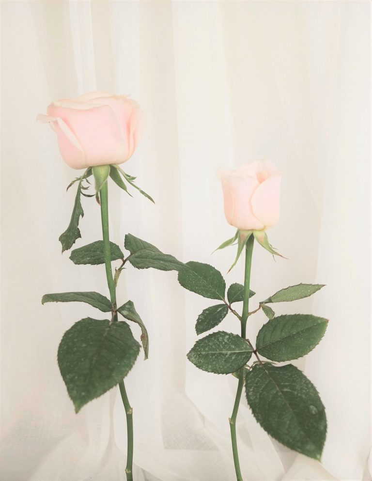 Premium & Standard Roses side image